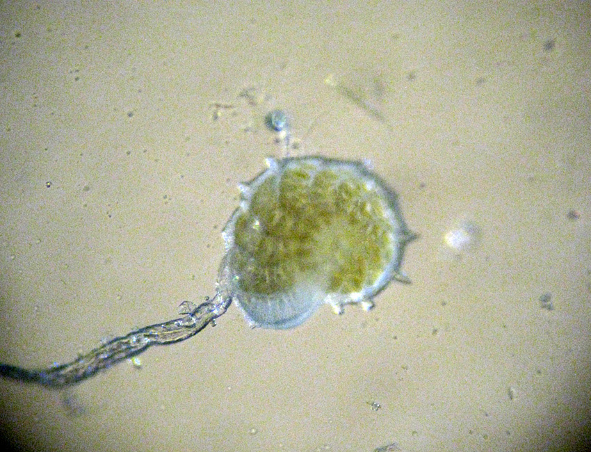 I Foraminifera come non li avevo mai visti!